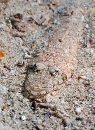 Thailand 2015 - Ko Tao - Poisson crocodile  a tete large - Thysanophrys arenicola _IMG_3634_rc